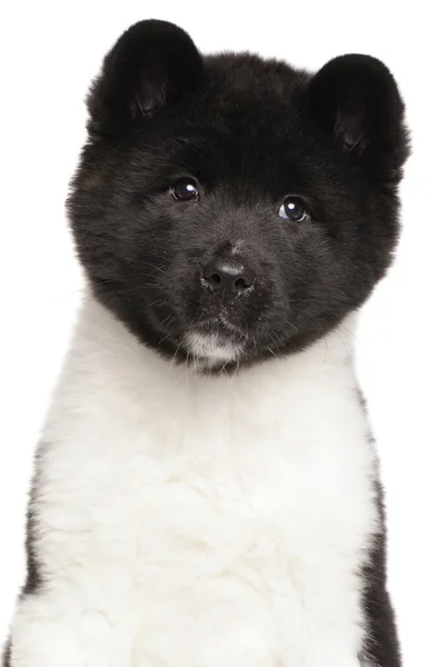 Porträtt av American Akita valp — Stockfoto