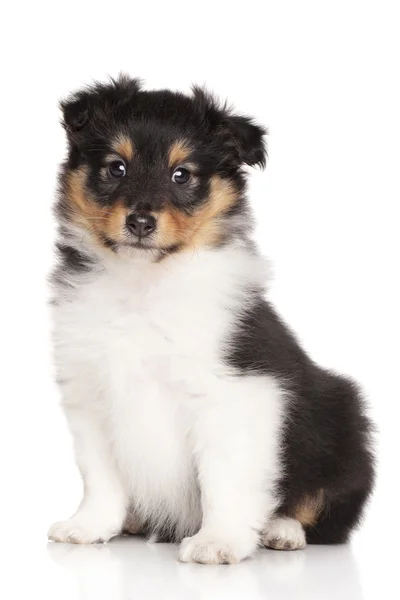 Sheltie puppy on white background — Stock Photo, Image