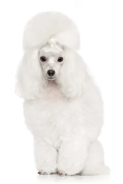 Retrato de poodle branco — Fotografia de Stock