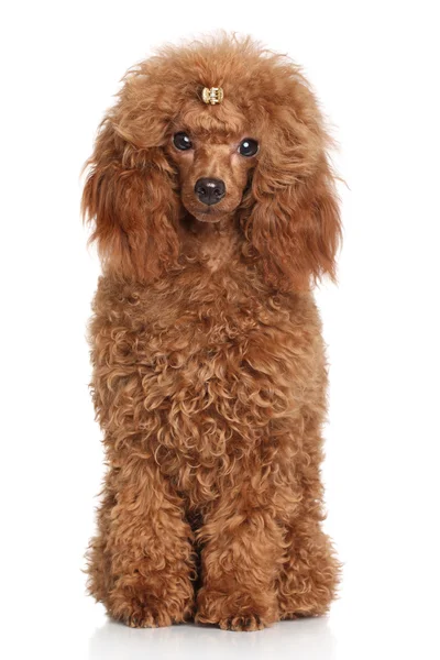 red fox poodle