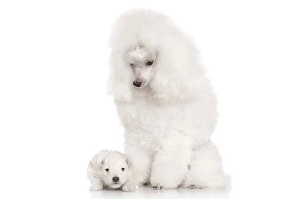 Mãe e cachorrinho. Retrato sobre fundo branco — Fotografia de Stock