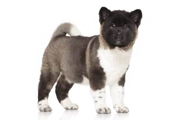 American Akita puppy portrait — Stock Photo, Image