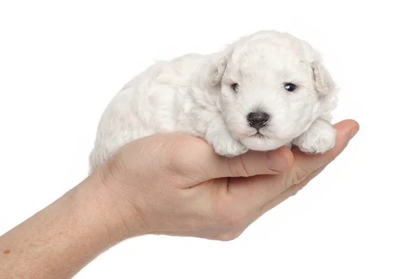 Toy poodle puppy in hands — Stock Photo, Image