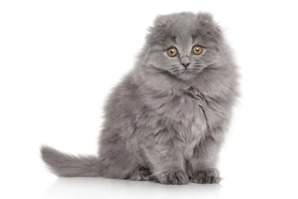 Scottish Highland fold kitten. Portrait on white background — Stock Photo, Image