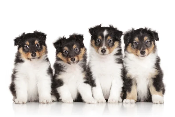 Group of Shelti puppies — Stock Photo, Image