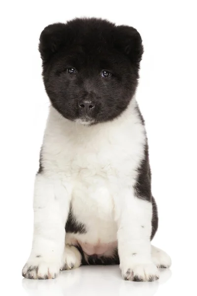 Amerikan akita köpek yavrusu — Stok fotoğraf