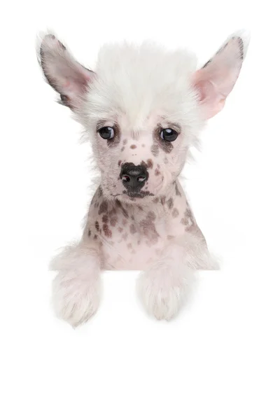 Chinese crested pup op witte banner — Stockfoto