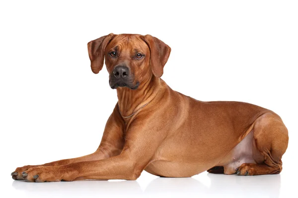 Rasy psów rasy Rhodesian Ridgeback — Zdjęcie stockowe