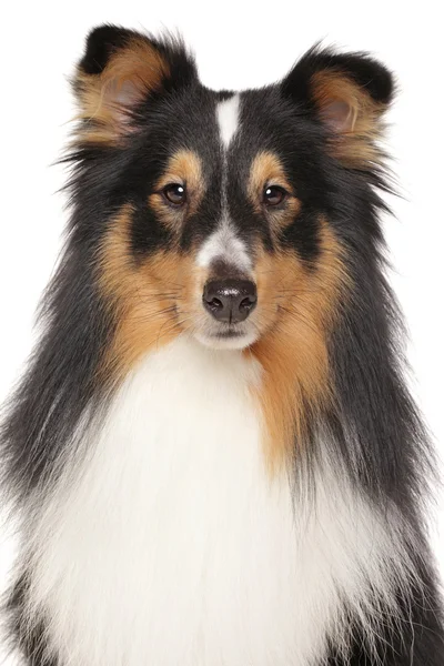 Porträt eines Shetland-Schäferhundes — Stockfoto