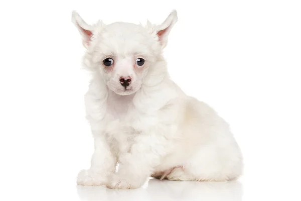Chinese crested puppy on white background — Stock Photo, Image