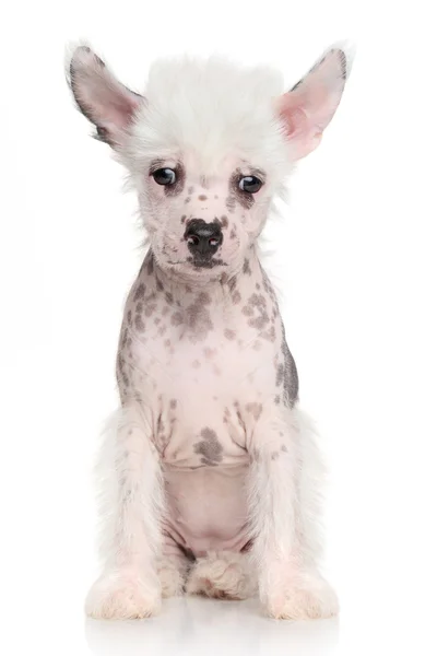 Chinese crested puppy on white background — Stock Photo, Image