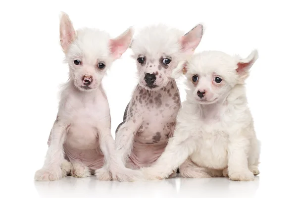 Cachorros de crista chinesa — Fotografia de Stock