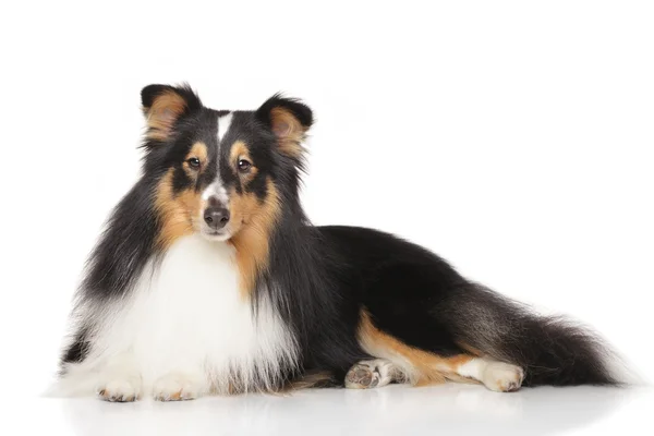 Shetland cão pastor na frente de fundo branco — Fotografia de Stock