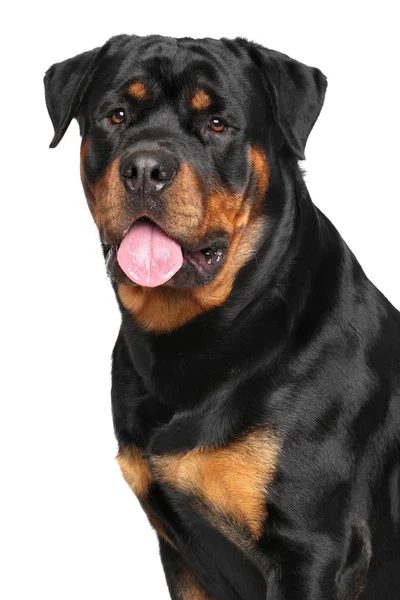 Rottweiler cão no fundo branco — Fotografia de Stock