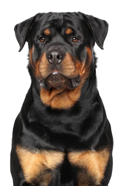 Porträtt av en renrasig rottweiler — Stockfoto