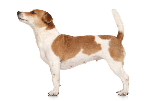 Jack Russell terrier in standing