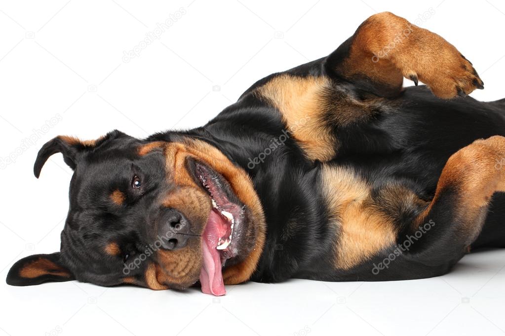 depositphotos_67229741-stock-photo-rottweiler-resting