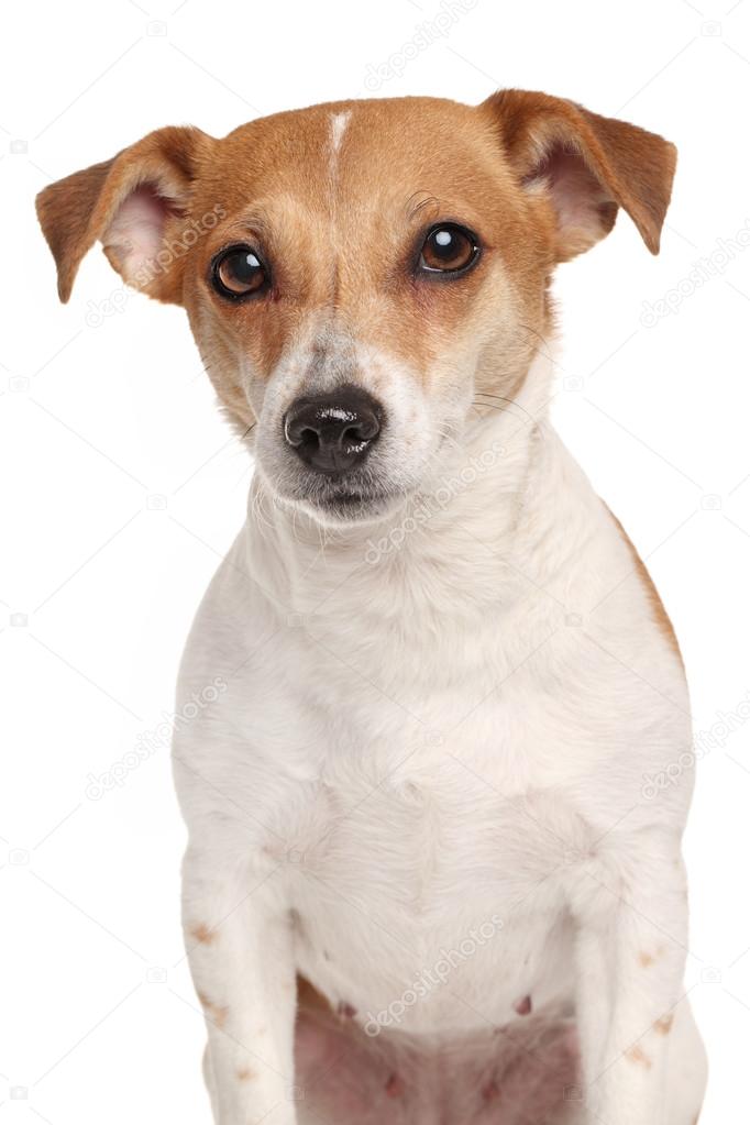 Jack Russell terrier