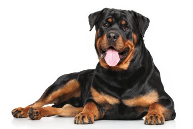Beyaz arka plan üzerinde yalan rottweiler