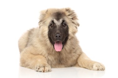 Kafkas çoban köpek yavrusu yalan