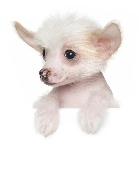 Chinese crested pup boven banner — Stockfoto