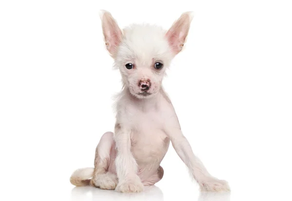 Chinês crista filhote de cachorro no fundo branco — Fotografia de Stock