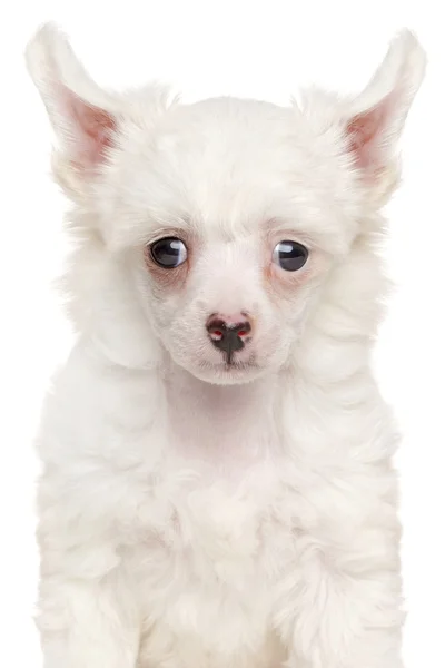 Čínský chocholatý pes štěně na bílém pozadí — Stock fotografie