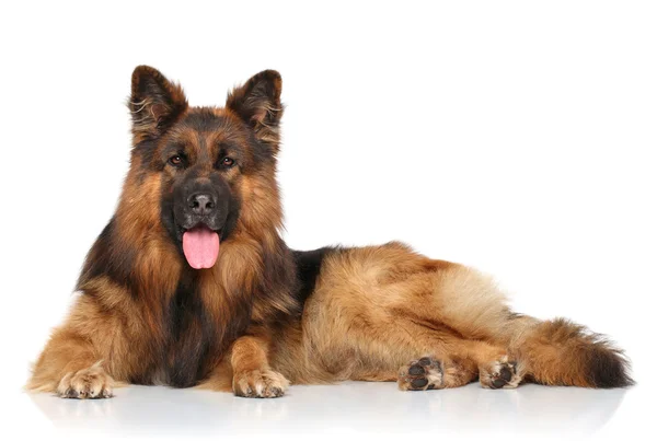 Deutscher Schäferhund — Stockfoto