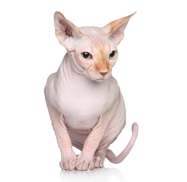 Alında saç çizgisi Sphynx kedi — Stok fotoğraf