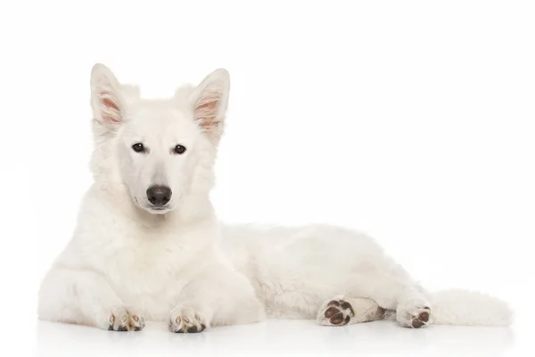 Swiss Shepherd dog lying down — Stock Photo, Image