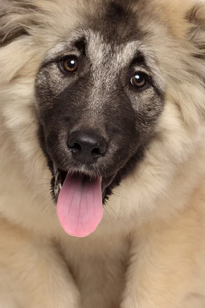 白人シェパードの子犬 — ストック写真