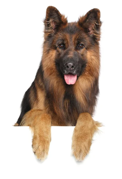 German shepherd dog on a white background — Stock Photo, Image