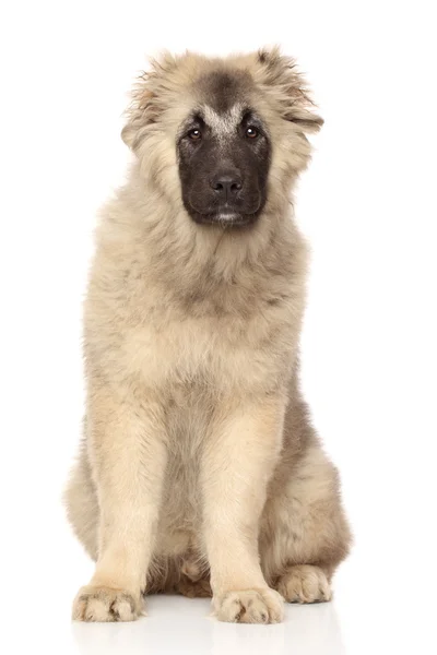 Caucasian Shepherd puppy — Stock Photo, Image