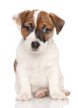 Beyaz arkaplan önünde Jack Russell Terrier