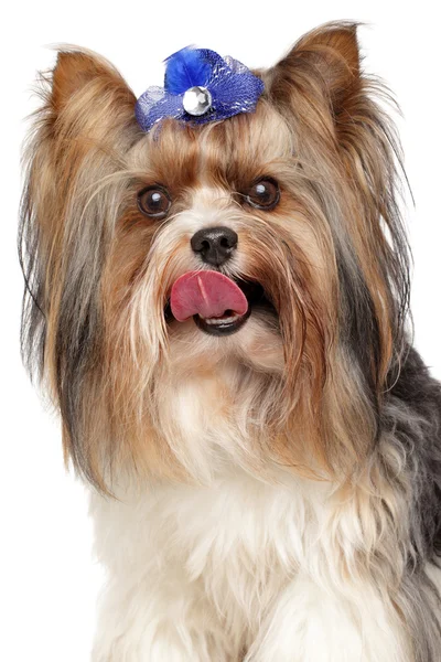 Biewer Yorkshire Terrier. Close-up retrato sobre fundo branco — Fotografia de Stock