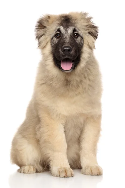 Caucasian Shepherd puppy — Stock Photo, Image