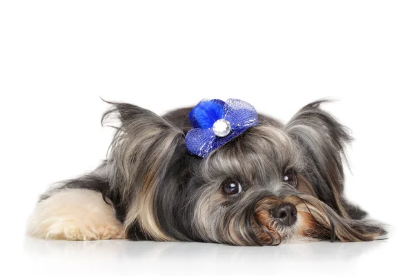 Biewer Yorkshire terrier in front of white background — Stock Photo, Image
