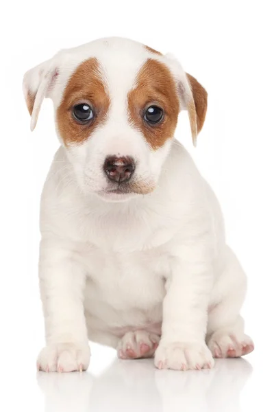 Jack Russell terrier pon fundal alb — Fotografie, imagine de stoc