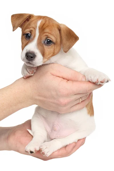 Jack Russell terrier sobre fondo blanco —  Fotos de Stock