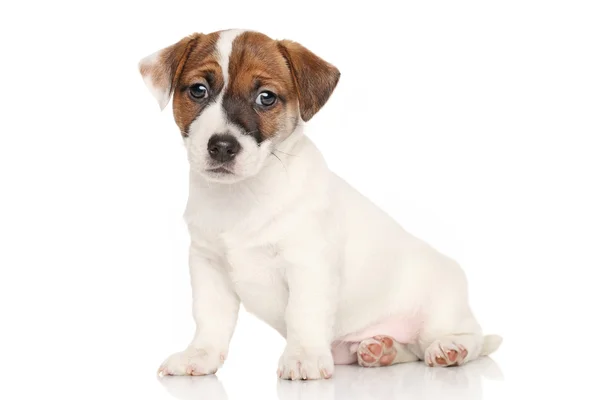 Jack Russell catelus pe fundal alb — Fotografie, imagine de stoc