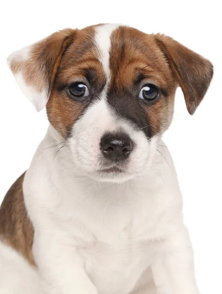 Jack russell terrier kiskutya — Stock Fotó