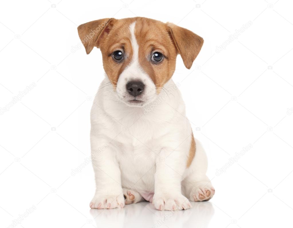 Jack Russell terrier on white background