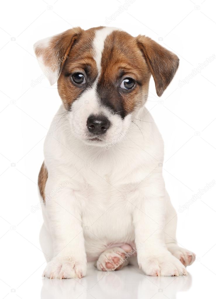 Jack Russell terrier in front of white background