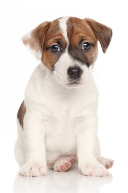 Jack Russell köpek yavrusu beyaz arka plan