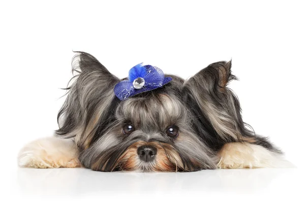 Biewer Yorkshire Terrier — Stockfoto