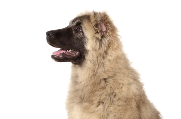 Caucasian shepherd valp sidan beskådar — Stockfoto