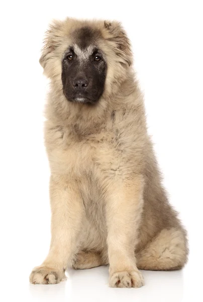 Caucásico pastor cachorro 5 meses — Foto de Stock