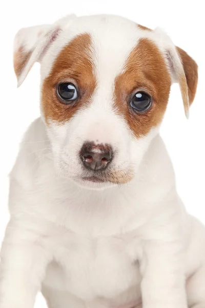 Jack russell terrier isolé sur fond blanc — Photo