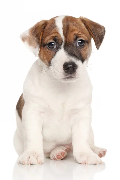 Jack Russell valp vit bakgrund — Stockfoto