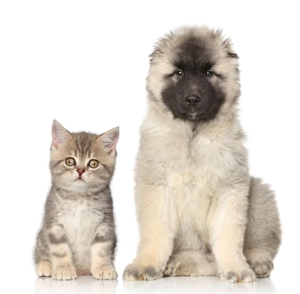 Kitten and puppy — Stock Photo, Image